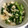 わかめ＊'s cooksnap of when they made 春菊と長芋のおひたし.