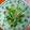 ＊れいぴん＊'s cooksnap of when they made ✿かいわれのとろろ大根おろしかけ✿.