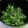 わんこたんわんたん's cooksnap of when they made 簡単にもう一品、ほうれん草ナムル.