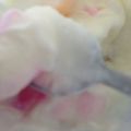happykote's cooksnap of when they made ♡話題入り感謝♡マシュマロヨーグルト.