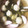 のんけんな's cooksnap of when they made エソのお吸い物.