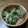 maigono83's cooksnap of when they made シャキシャキ水菜のたらこマヨ炒め.