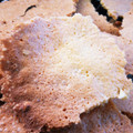 ニコニコKIDS's cooksnap of when they made 全卵で！30分簡単薄焼きクッキー.