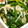 ちゃちゃcook's cooksnap of when they made あと一品！ほうれん草とえのきのごま和え.