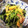 ぽんこつ３９'s cooksnap of when they made 豆苗と豚肉のオイスター炒め.