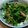 クックM1QWRS☆'s cooksnap of when they made 豆苗とかまぼこのガーリックソテー.
