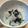 やっぺ841's cooksnap of when they made 新玉ねぎと韓国のりのサラダ.