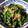 Jyohana's cooksnap of when they made ほうれん草のちりめんじゃこ和え.