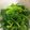 クックQO7XGP☆'s cooksnap of when they made ❀簡単で美味しい菜の花のおひたし❀.