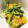 AsukA1025's cooksnap of when they made かぼちゃと豆苗の酢ごま和え.