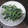 ＊ちゃらすけ＊'s cooksnap of when they made 菜の花のバターしょうゆ炒め.