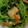 yukari1968's cooksnap of when they made 病みつき♪豆苗とナッツのタイ風サラダ.