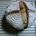 空豆しば's cooksnap of when they made レーズンとくるみのカンパーニュ☆.