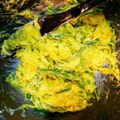 サオ食堂's cooksnap of when they made チーズかぼちゃインゲンのサラダ.