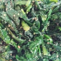しずしずしずか's cooksnap of when they made 簡単 春菊の胡麻和え.