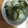 もりのりころ's cooksnap of when they made きゅうりとワカメの酢の物.