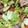 kona8's cooksnap of when they made ご飯がすすむ！豚肉と野菜のピリ辛炒め.