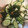 しほまる♬'s cooksnap of when they made 長芋でオクラとすき昆布ときゅうりの梅和え.