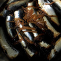 hisapyon9's cooksnap of when they made 簡単☆いわしのしょうが煮（圧力鍋使用）.