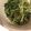 ☆hironon☆'s cooksnap of when they made レンジで簡単！たっぷり水菜.