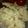 ごんべい君's cooksnap of when they made カリフラワーとジャガイモのサラダ.