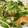 mico0708's cooksnap of when they made 簡単！たっぷりちくわ豆苗.