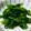 クックVL4391☆'s cooksnap of when they made 菜の花の柚子胡椒和え.