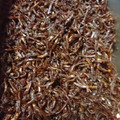 ybor's cooksnap of when they made 母の味♪ 甘さひかえめ いかなごのくぎ煮.