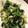 norinori12's cooksnap of when they made 卵とほうれん草とじゃこの炒め.