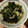 kumicyoo's cooksnap of when they made 生わかめとえのき茸の生姜炒め.