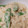 kimimaruo's cooksnap of when they made 新玉ねぎときぬさやのクリーミーゴマ和え.