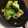 shokotang's cooksnap of when they made ブロッコリーのおかか和え(天理市給食).