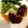 ｓｈｉｎａｃｃｏ＊'s cooksnap of when they made びっくりドンキーのハンバーグソース.