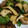 クックZCV6BF☆'s cooksnap of when they made 椎茸・ピーマンのオイマヨ炒め.