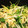 クック6QP9RZ☆'s cooksnap of when they made ヘルシー♪水菜とエノキのおかか和え.