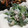 ancocoaちゃん's cooksnap of when they made 菜の花とクリームチーズの和え物♡.