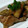 クックC7XK5N☆'s cooksnap of when they made さつまいもと手羽元の甘辛煮.