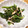 mikutasu's cooksnap of when they made 菜の花とささみの梅わさび和え.