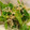 みかんうどん131's cooksnap of when they made 菜の花とちりめんじゃこの和え物.