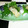★サンセット★'s cooksnap of when they made アジの押し寿司 にぎり寿司 駅弁風.