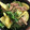 け〜〜ちゃん's cooksnap of when they made 水菜と豚肉の炒め物.