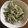 のんべえオヤジ's cooksnap of when they made さば缶の大根サラダ.