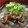 クック6DJR1Z☆'s cooksnap of when they made 冬瓜スープ★牛肉の甘辛生姜焼きを添えて.