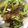 yui1018's cooksnap of when they made 春キャベツとニンニクの芽炒め.