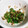 tomtosh's cooksnap of when they made ふきのとうのおひたし.