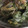 ごめっきー's cooksnap of when they made あさりのあおさ汁.