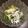 ラクラクダ's cooksnap of when they made 春菊としらすのおろし和え♪.