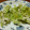クックEHSYXL☆'s cooksnap of when they made ふきのとうの天ぷら.