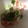 ma___111's cooksnap of when they made ほんとに激旨✿マヨトロサーモン✿.