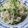 ゆいちょママ's cooksnap of when they made 小松菜★大根★ｼｰﾁｷﾝdeﾏﾖ柚子胡椒.